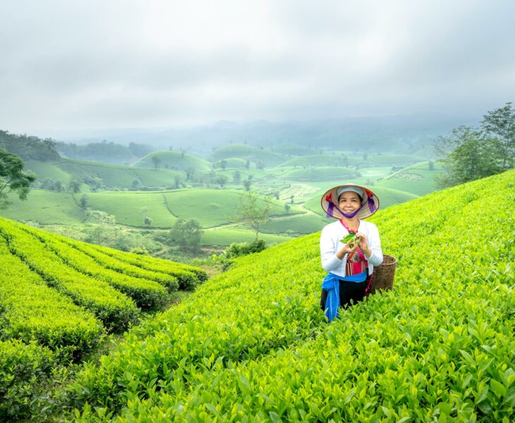 woman in tea field in vietnam