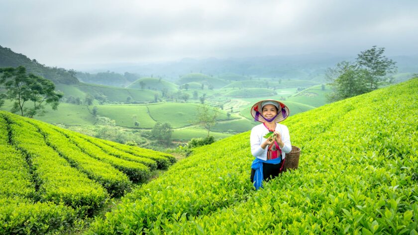 woman in tea field in vietnam