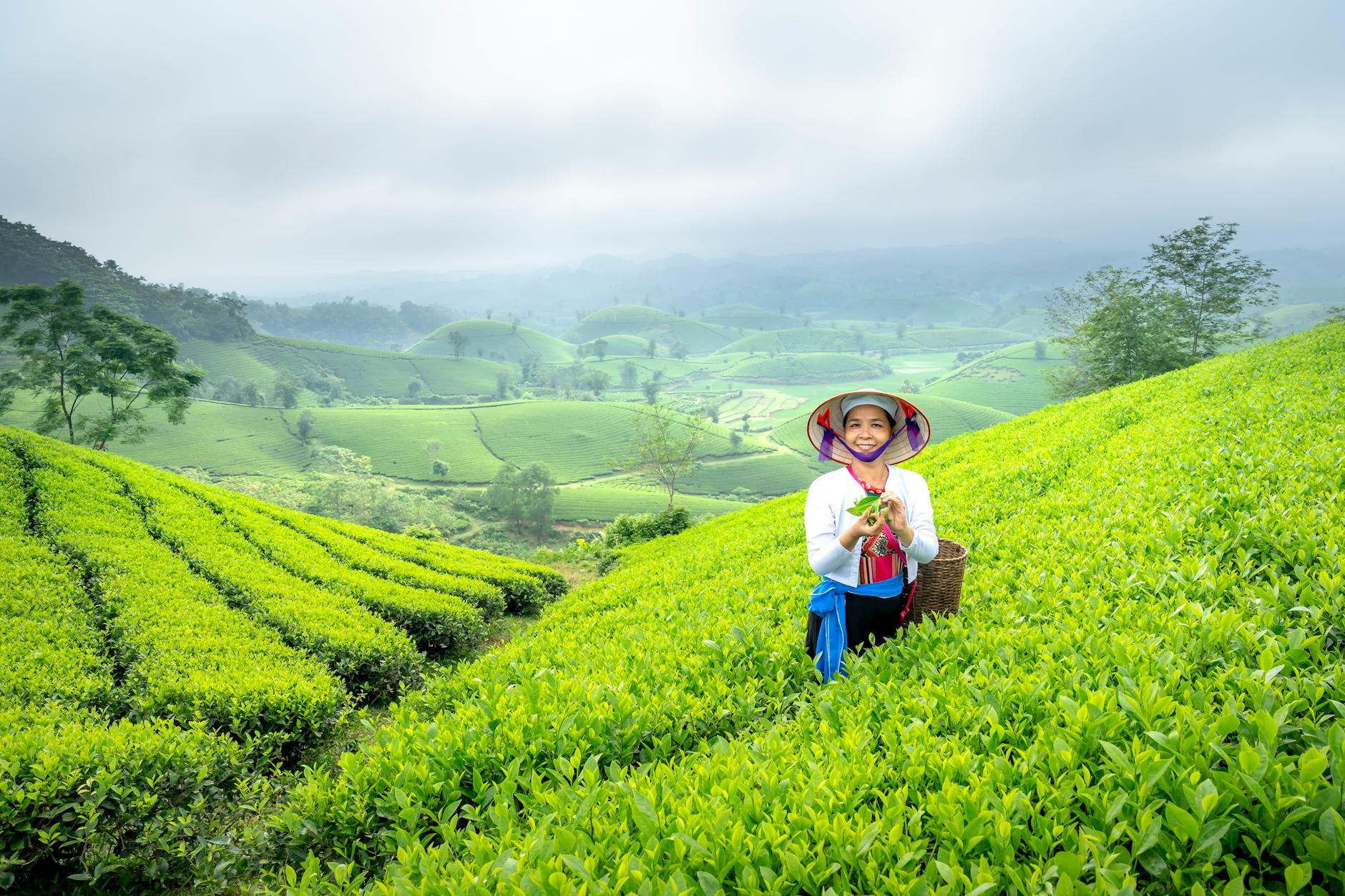 woman in tea field in vietnam